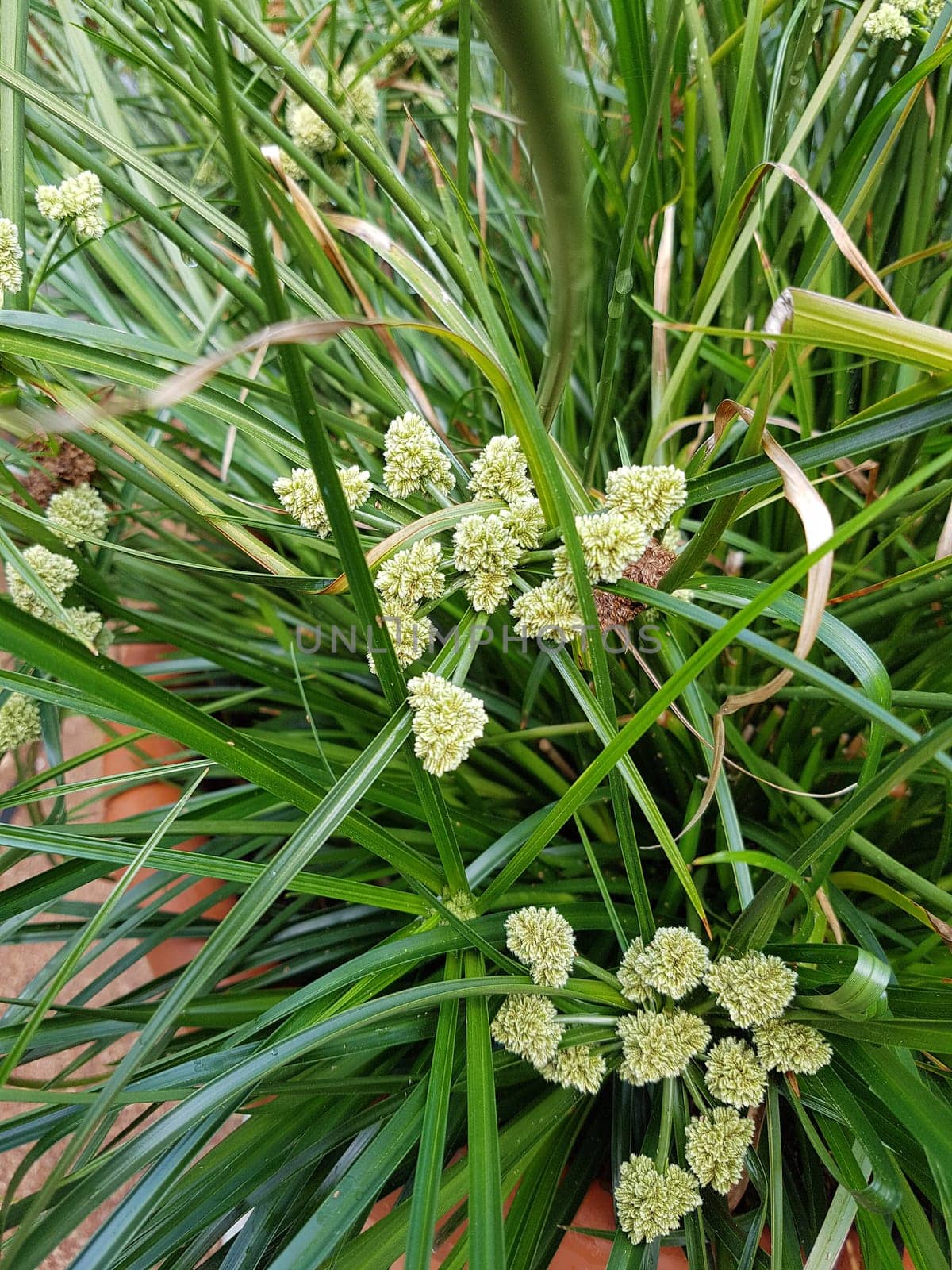 Zypergras, Cyperus, Aida, Wasserpflanze