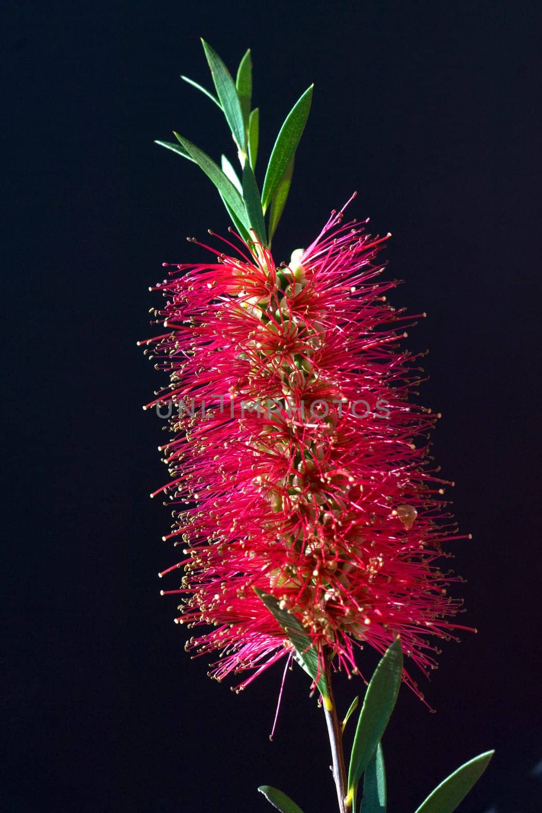 Zylinderputzer, Callistemom citrinus