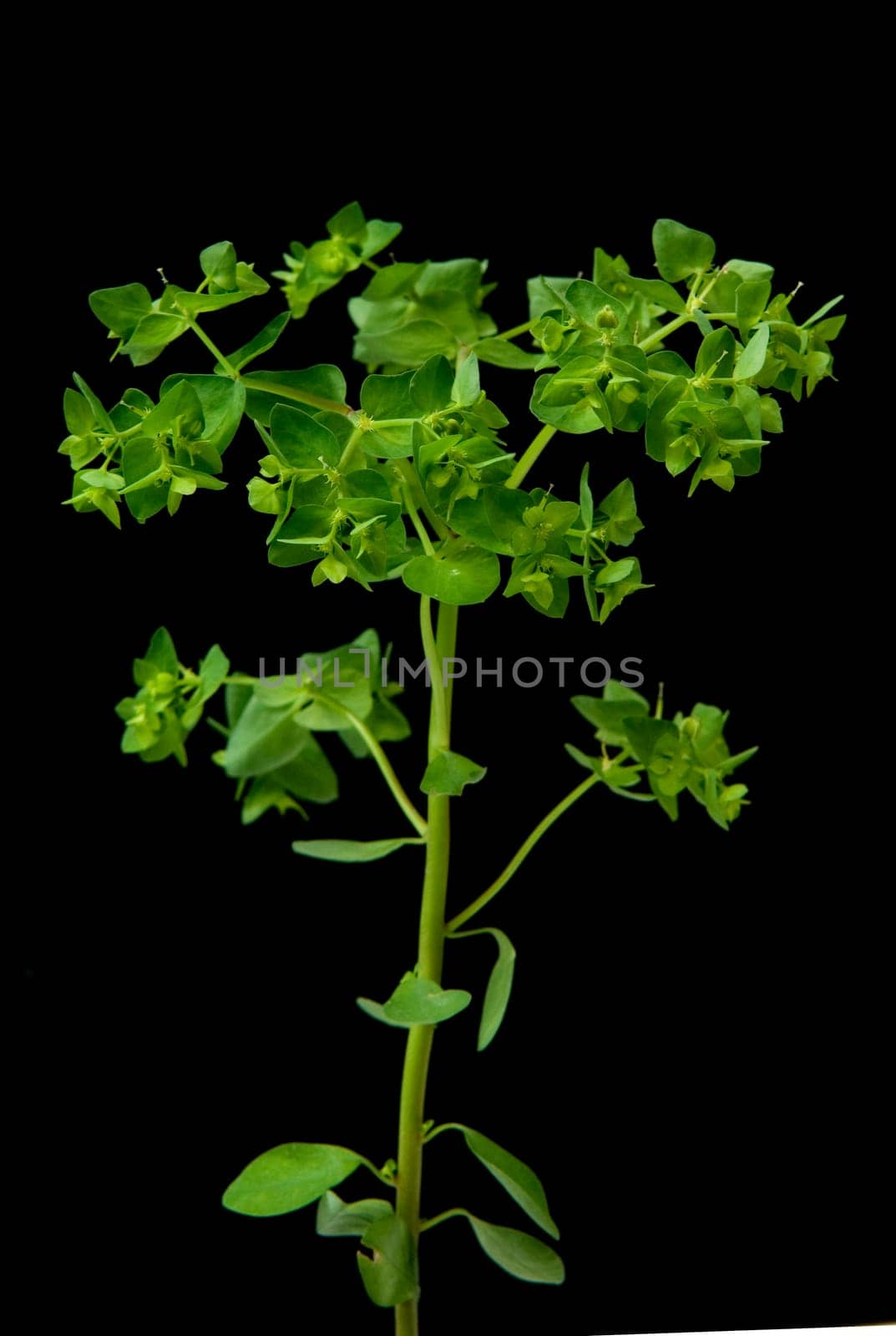 Zypressenwolfsmilch  Euphorbia cypressias