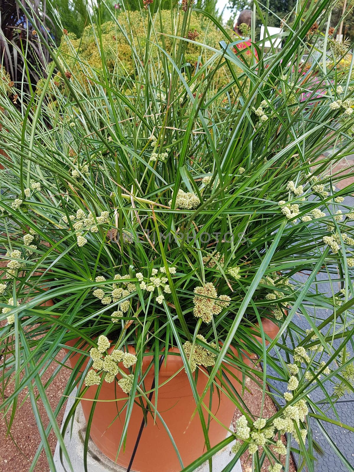 Zypergras, Cyperus, Aida, Wasserpflanze
