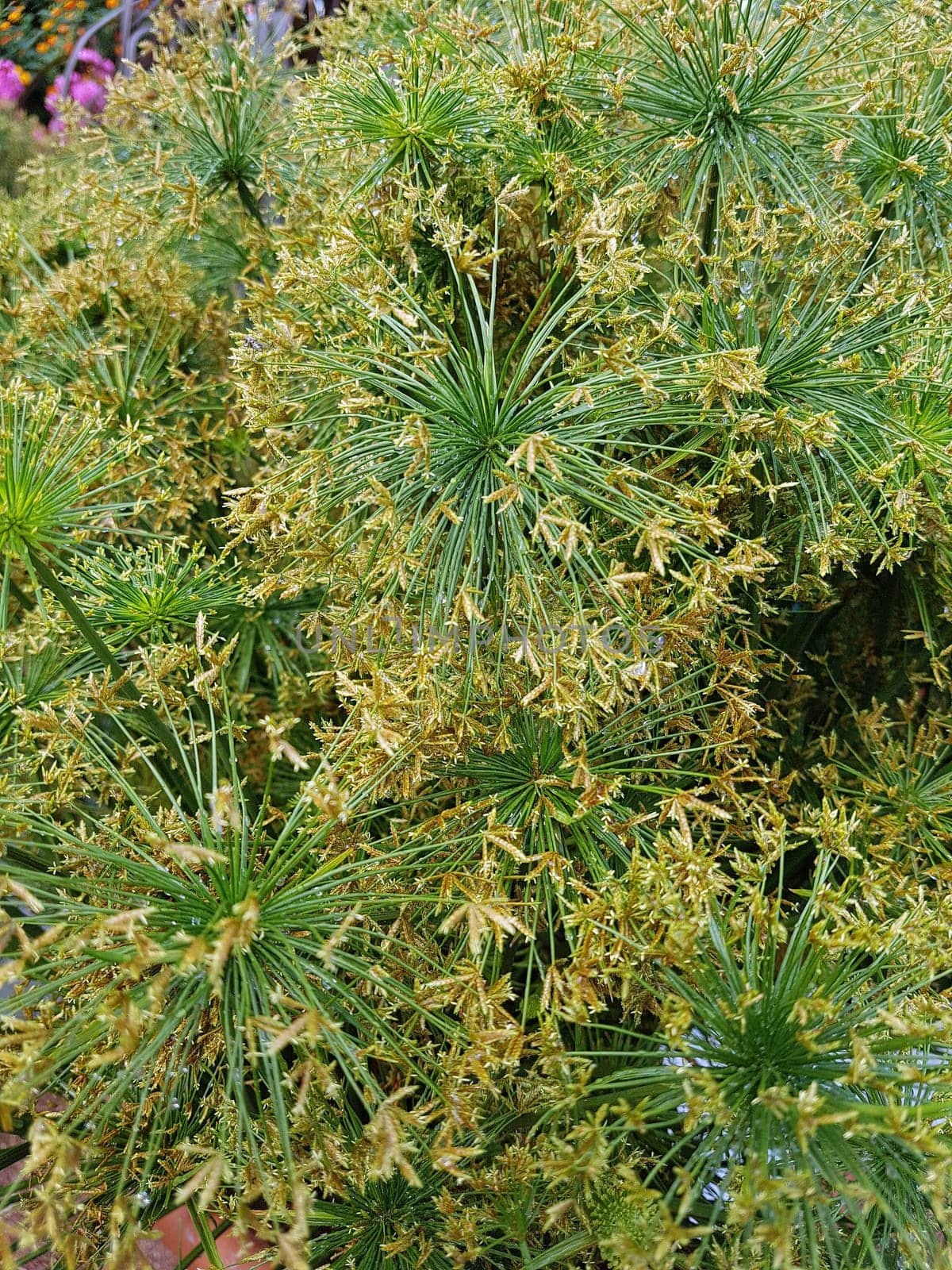 Zypergras, Cyperus, Kleopatra, Wasserpflanze