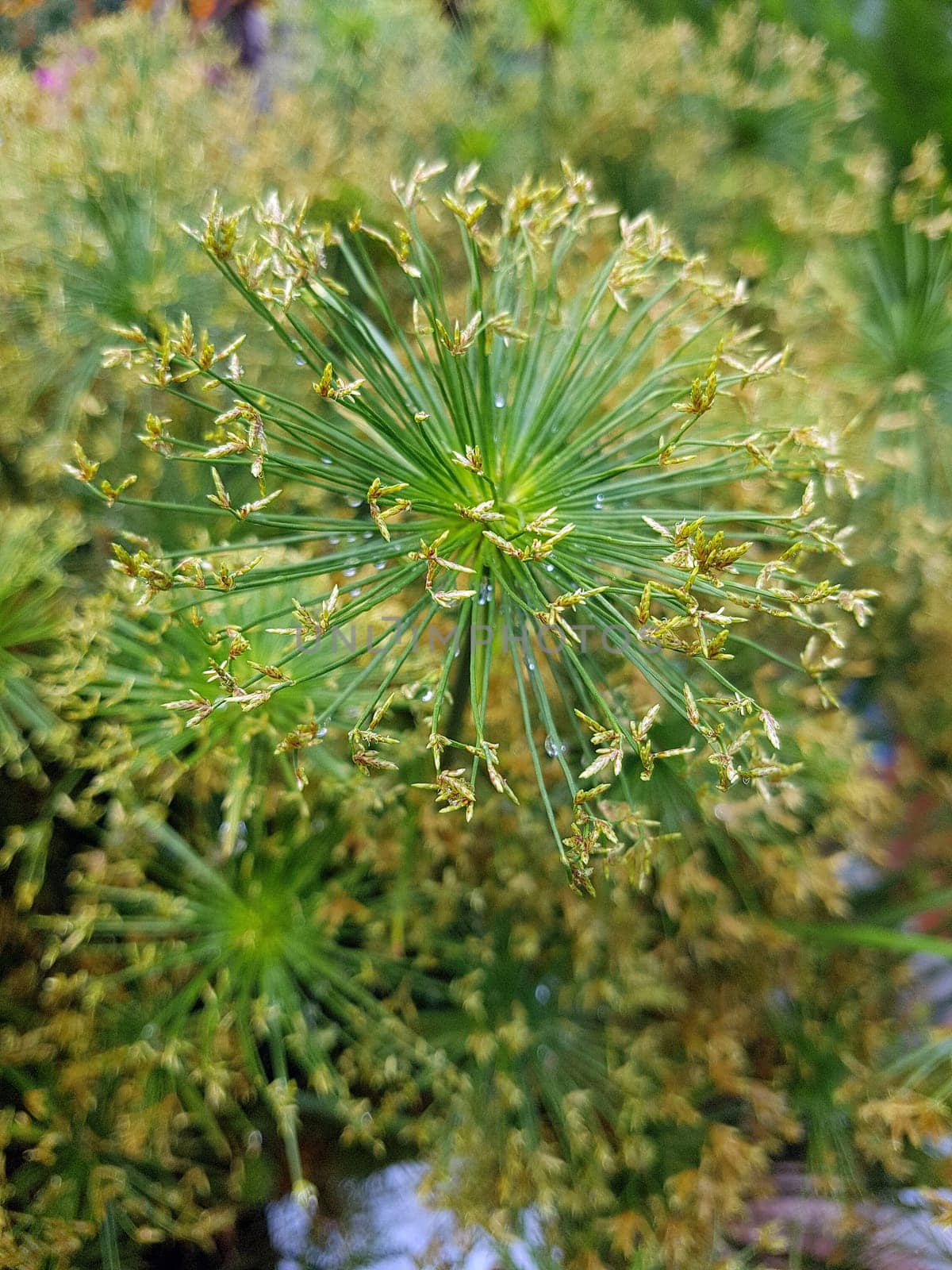 Zypergras, Cyperus, Kleopatra, Wasserpflanze