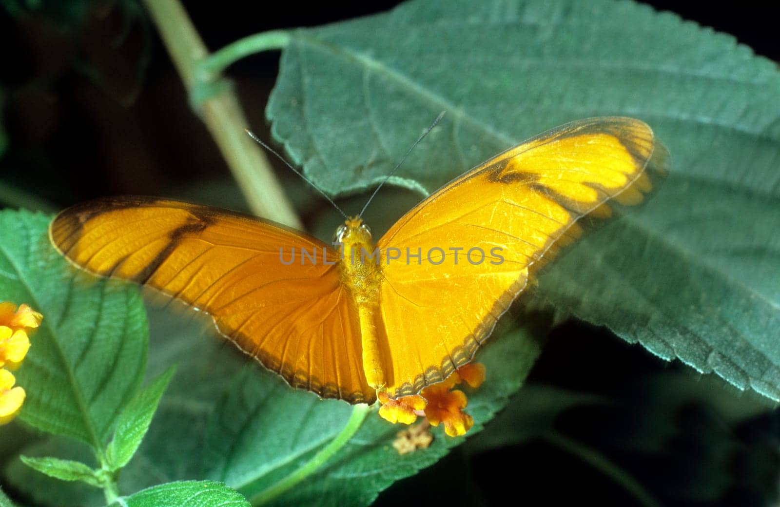 schmetterling fackel  Dryas, julia