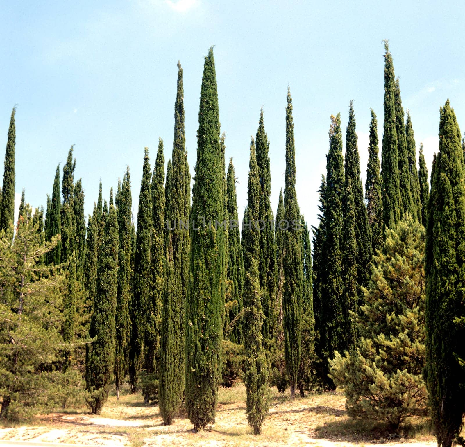 Zypressen  Cupressus sempervirens