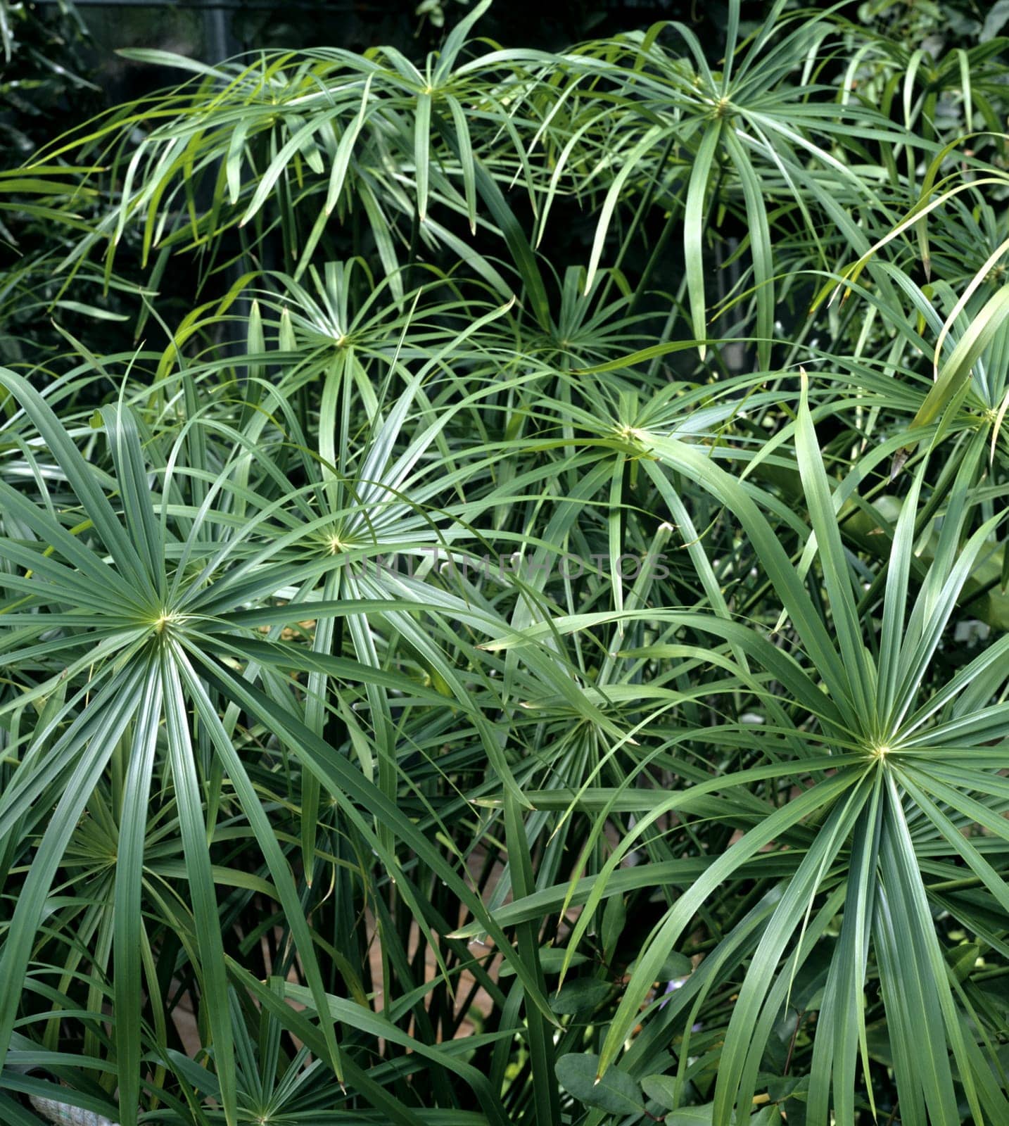Zypergras, Cyperus, alternifolius