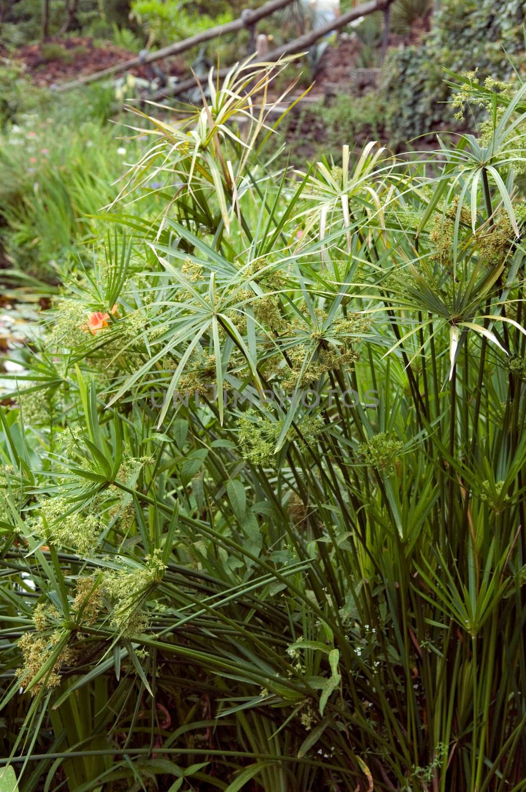 Zypergras  Cyperus alternifolius