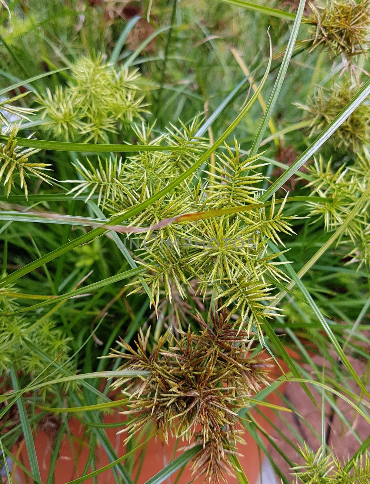 Zypergras, Cyperus cultivars, Nabucco, Wasserpflanze