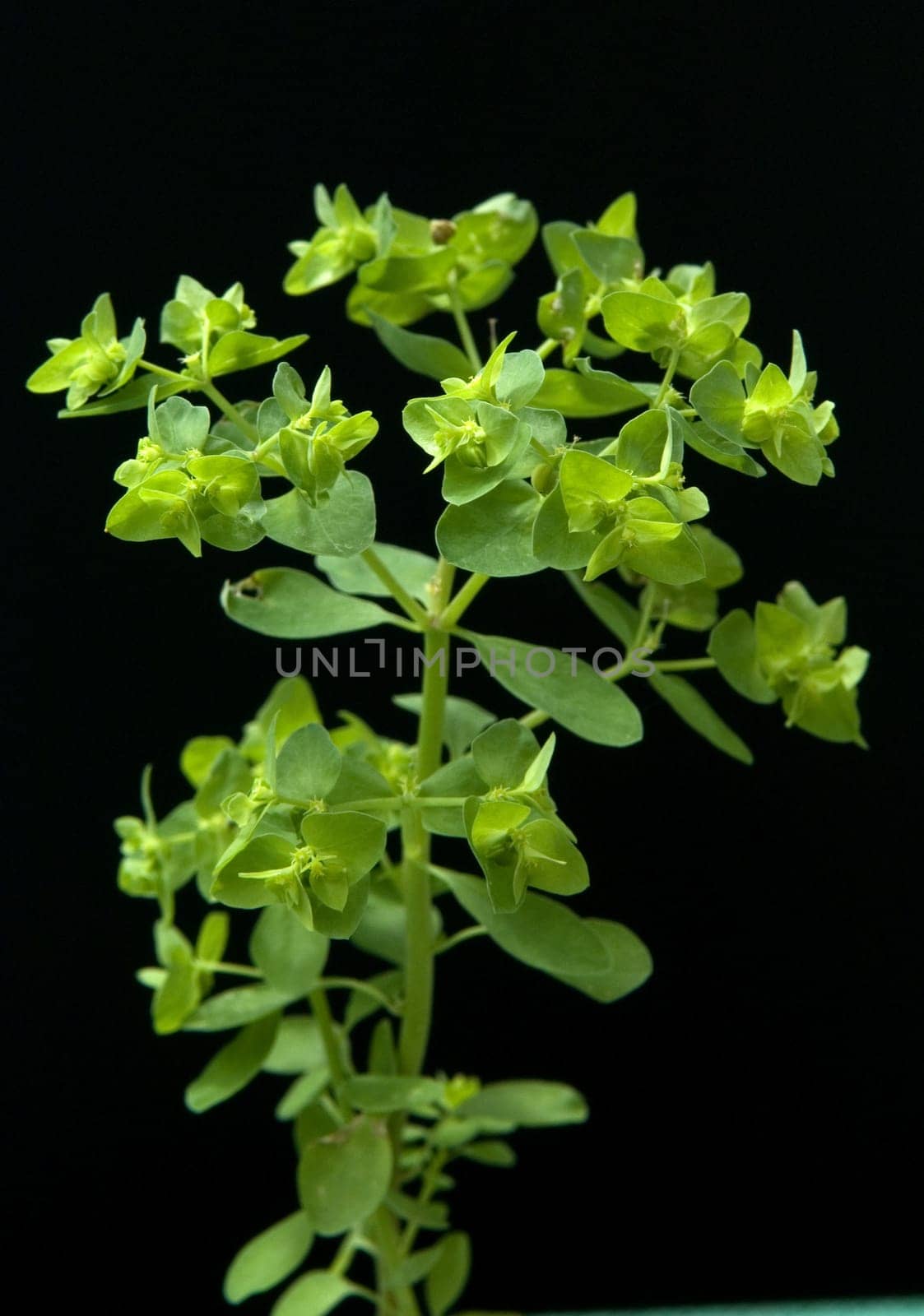 Zypressenwolfsmilch  Euphorbia cypressias, Heilpflanzen