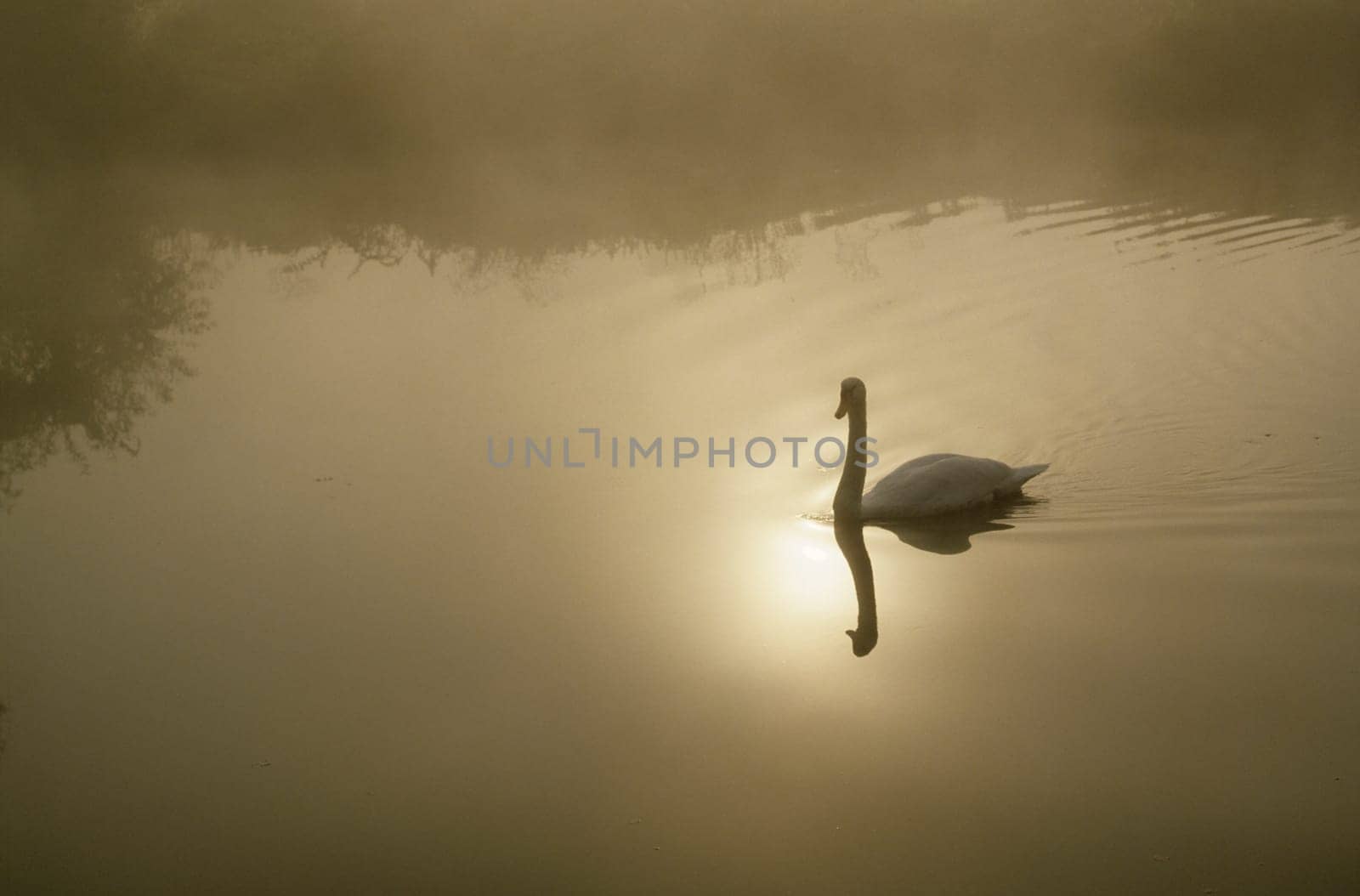 Schwan
