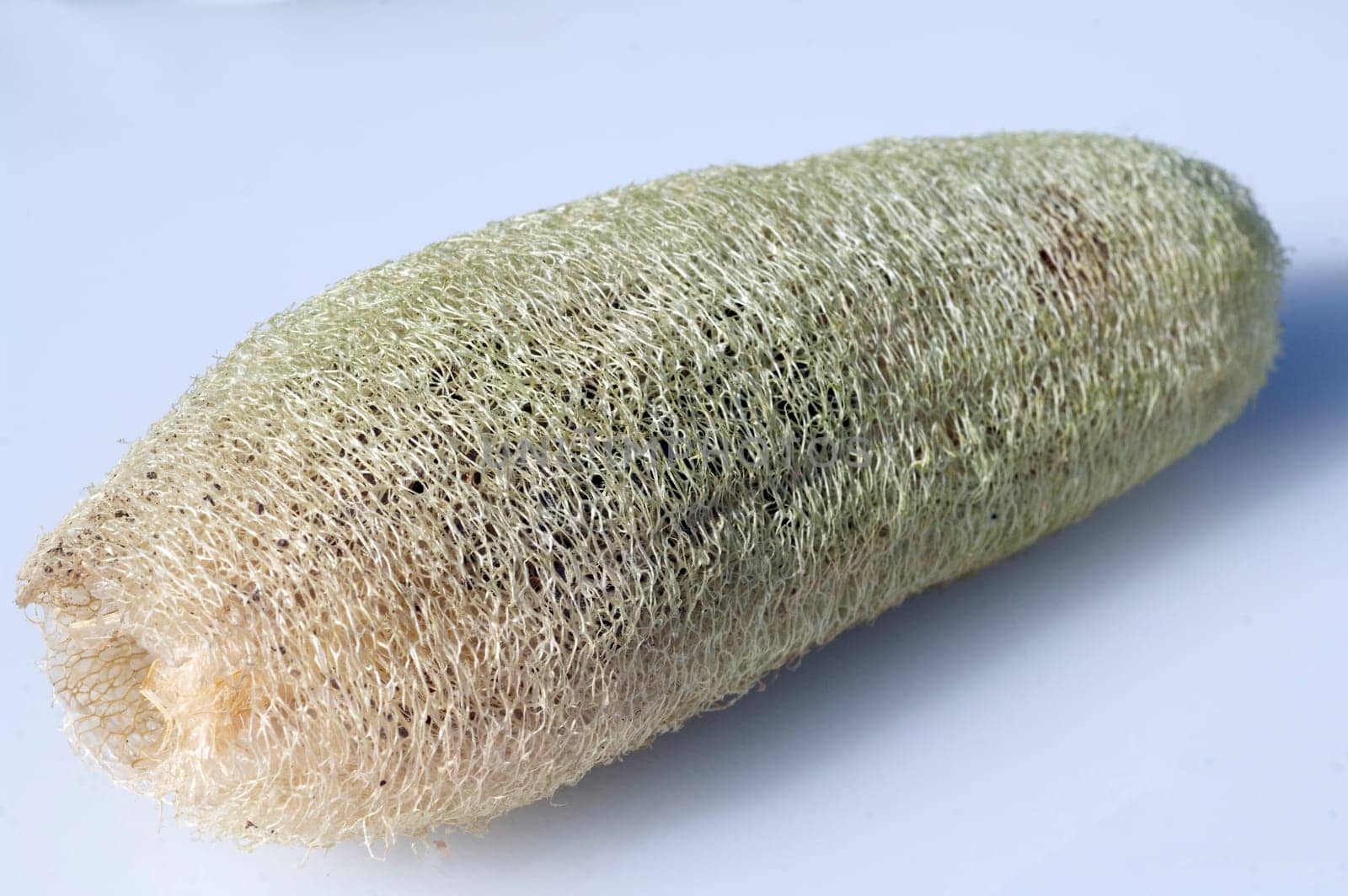 schwammkuerbis  luffa