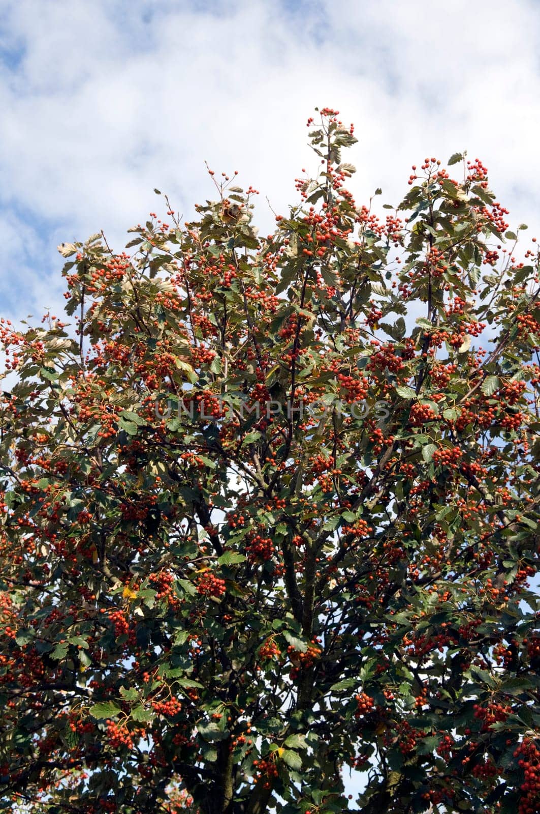 schwedische mehlbeeren