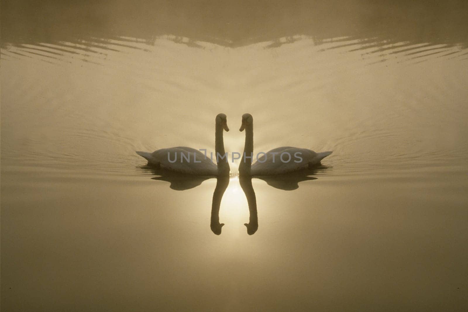 Schwan, Fotomontage