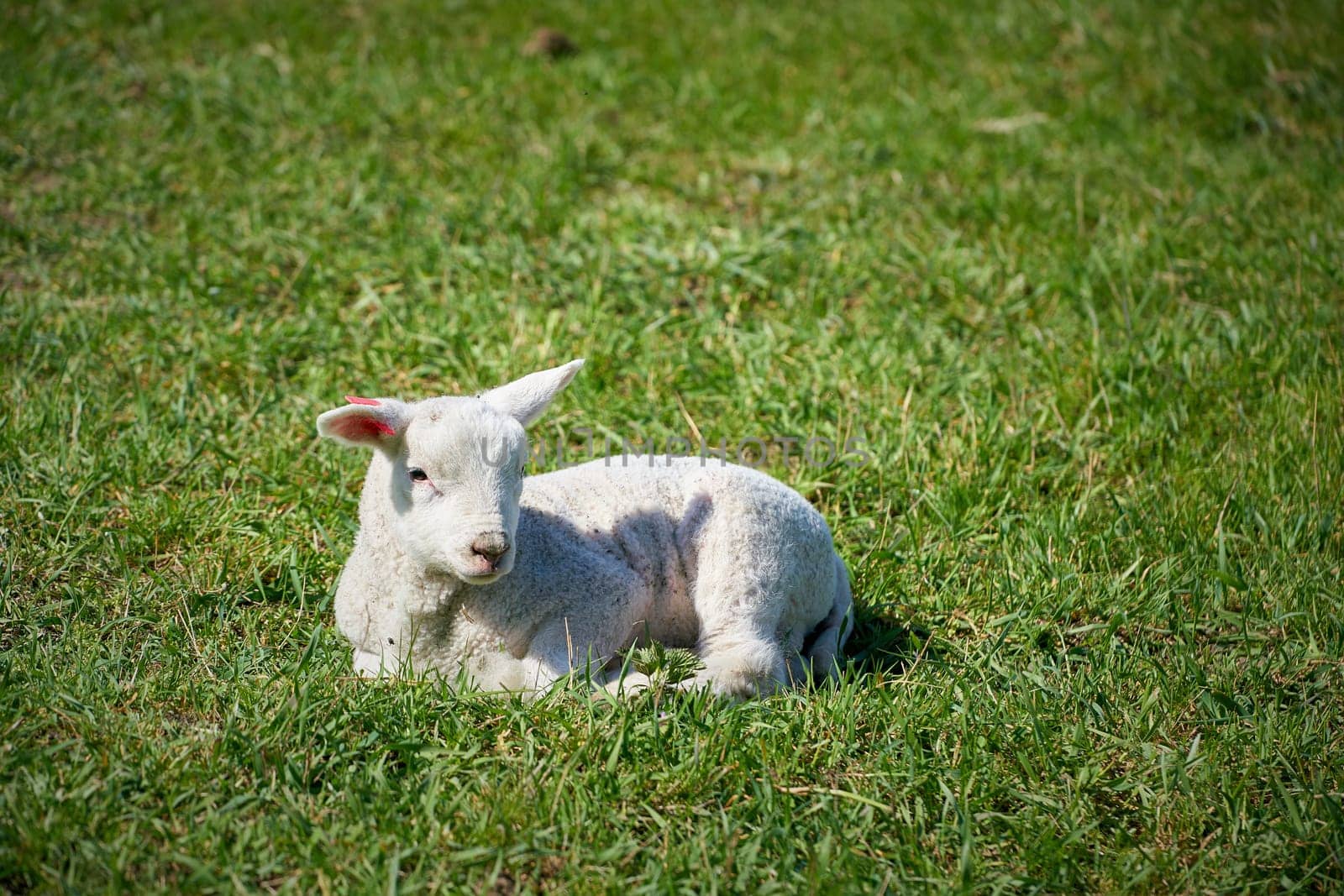 single newborn lamb in a green meadow in springtime