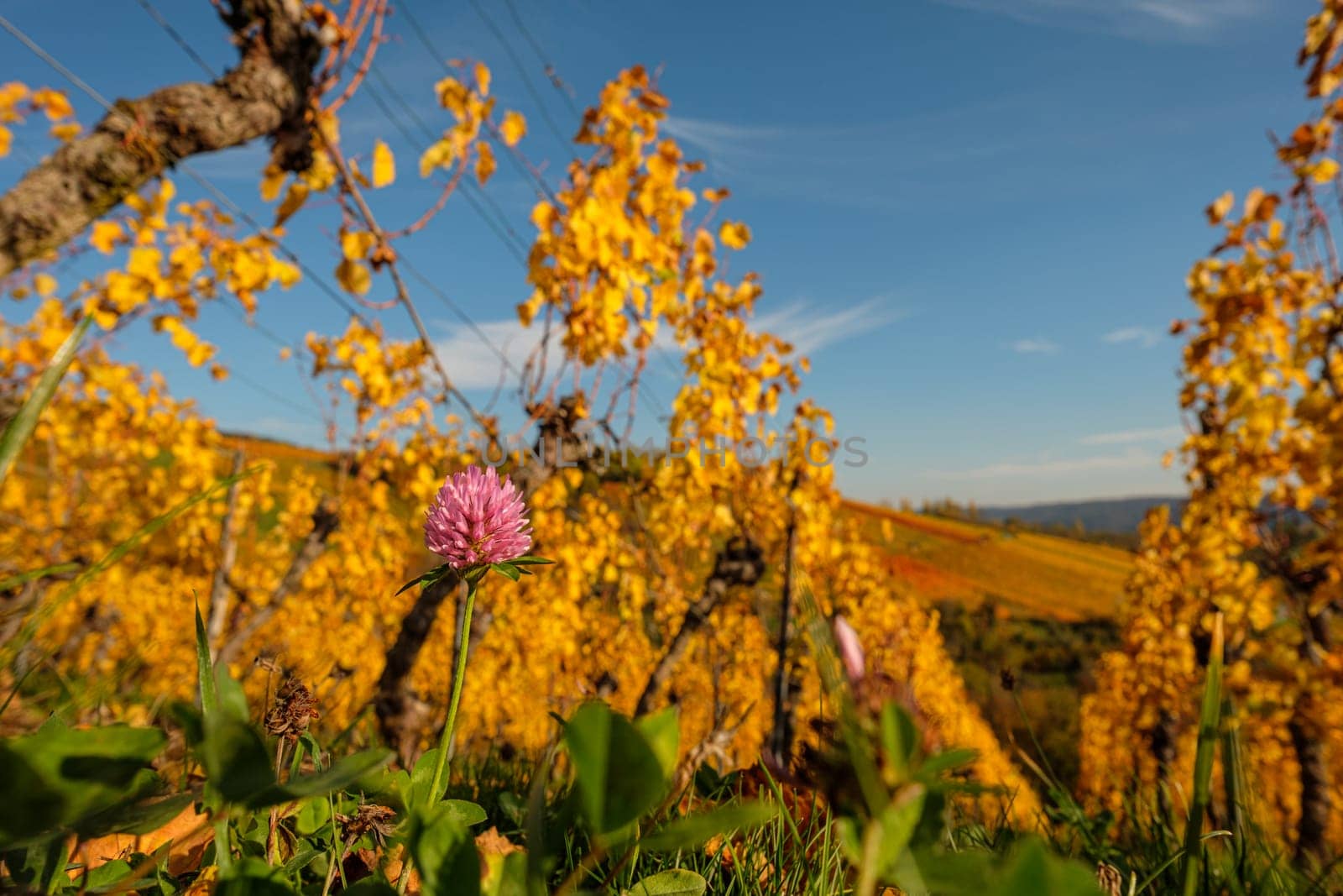 Pink glover flower in autumn coloured orange vineyard