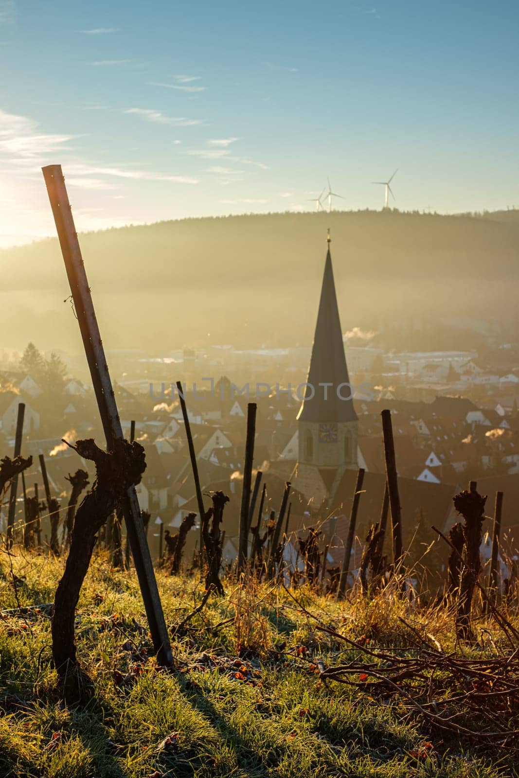 Vineyard and village with church steeple in vertical format
