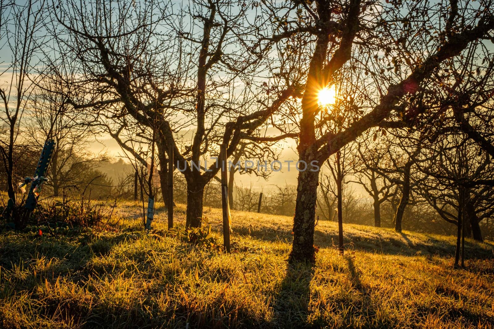 Sun star with fruit trees in winter back lit