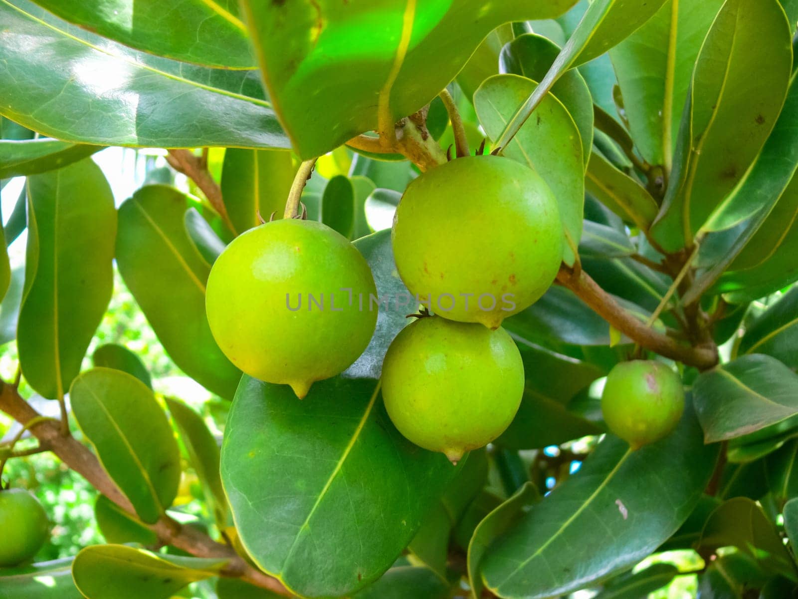 Fruit on a tree on Easter Island.