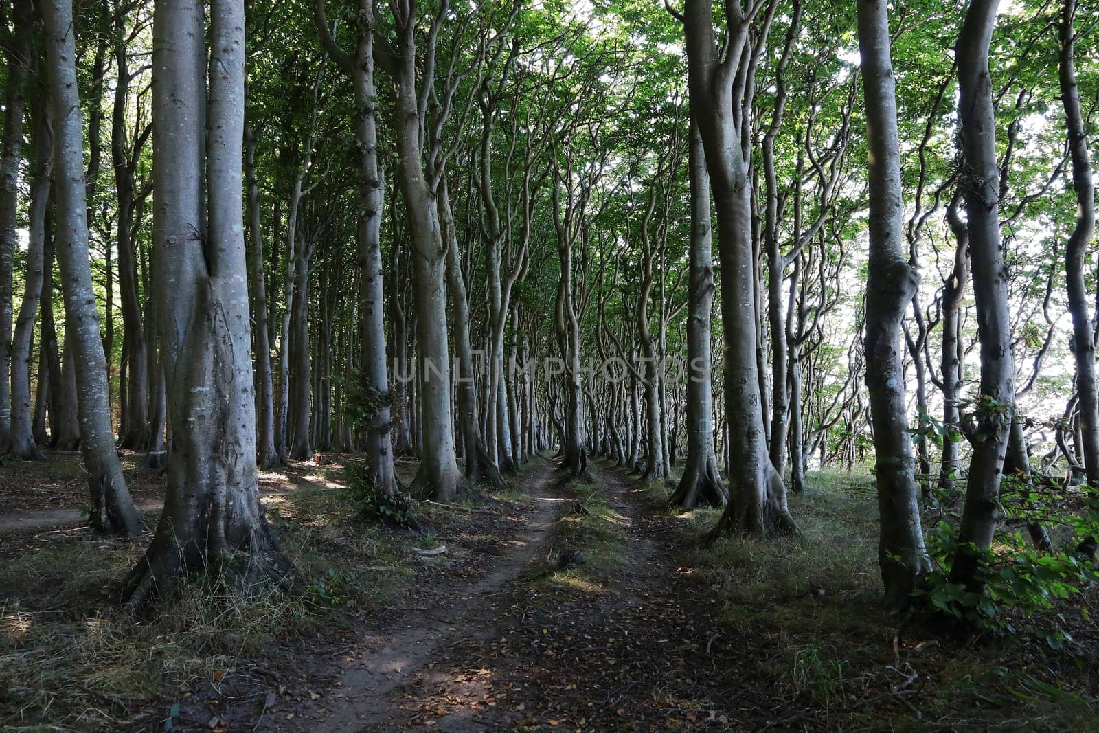 A path leads through a romantic and beautiful fairy tale forest