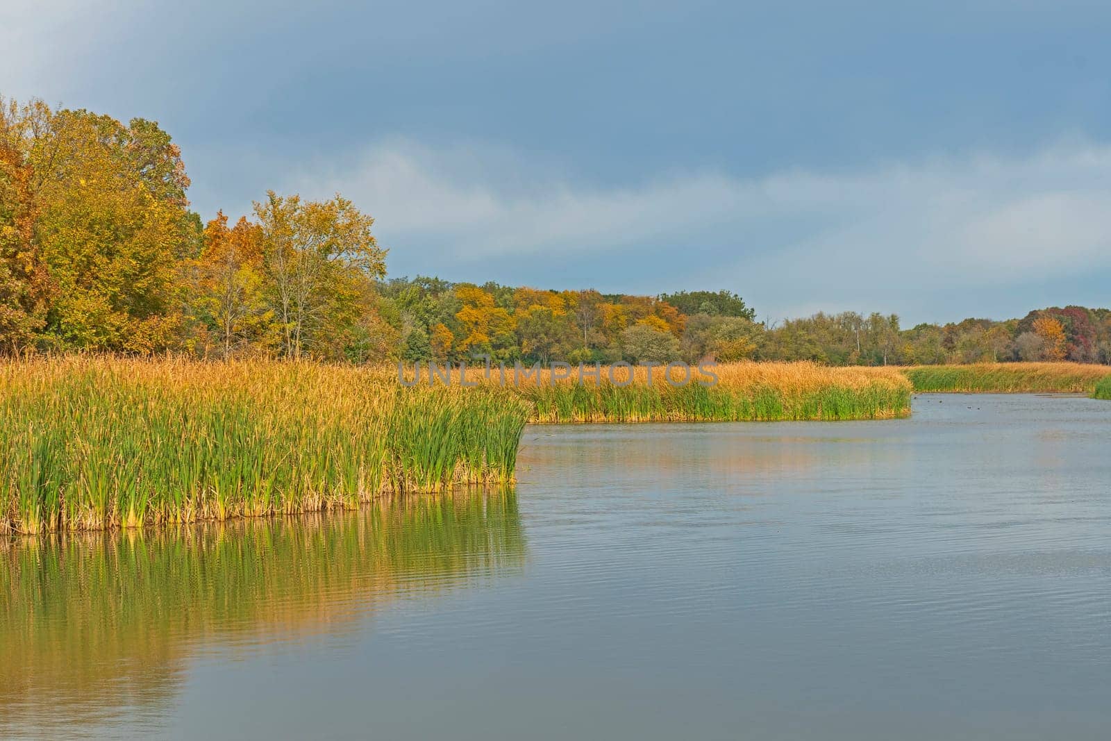 Fall Colors on a Quiet Wetland in Ned Brown Preserve in Illinois