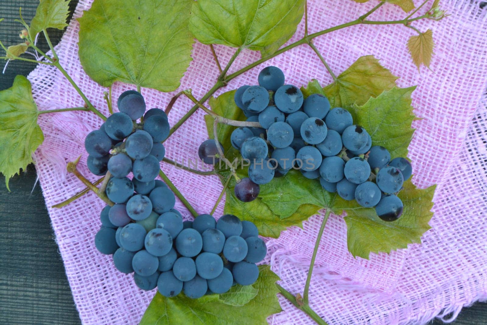Berries of wild blue grapes and green leaves on pink background top view