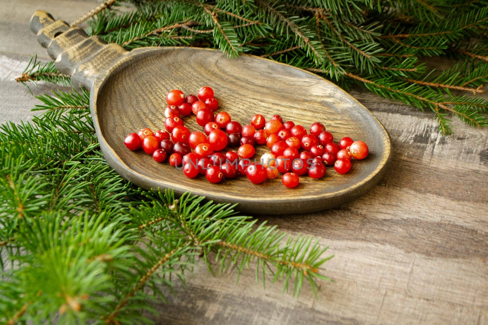 Ripe fresh cowberry lingonberry, partridgeberry, foxberry from belarusian forest in wooden bowl on rustic vintage table with spruce branch