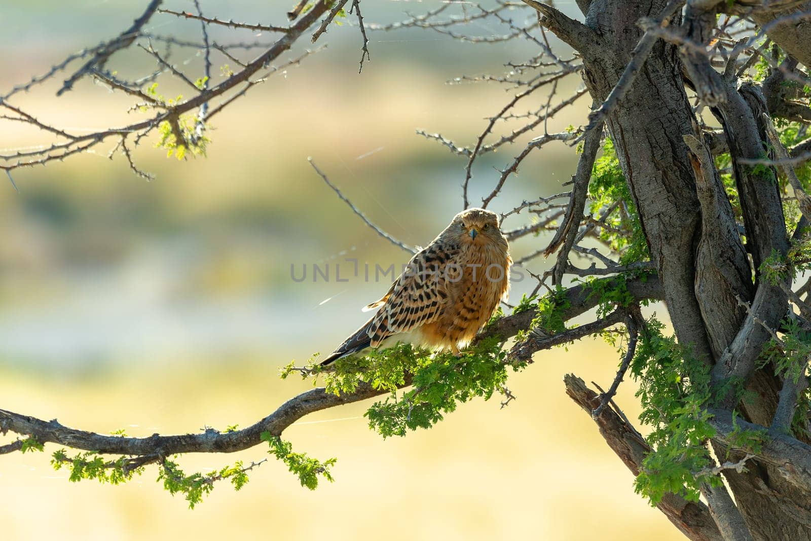 bird of prey Greater kestrel (Falco rupicoloides) perched in a tree in natural habitat against blue sky, Etosha, Namibia africa safari wildlife