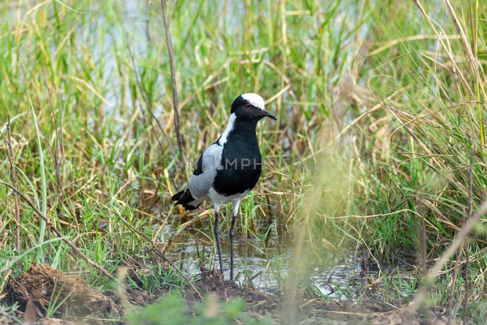 black and white water bird blacksmith lapwing or blacksmith plover (Vanellus armatus) in Bwabwata national park, Africa Namibia safari wildlife