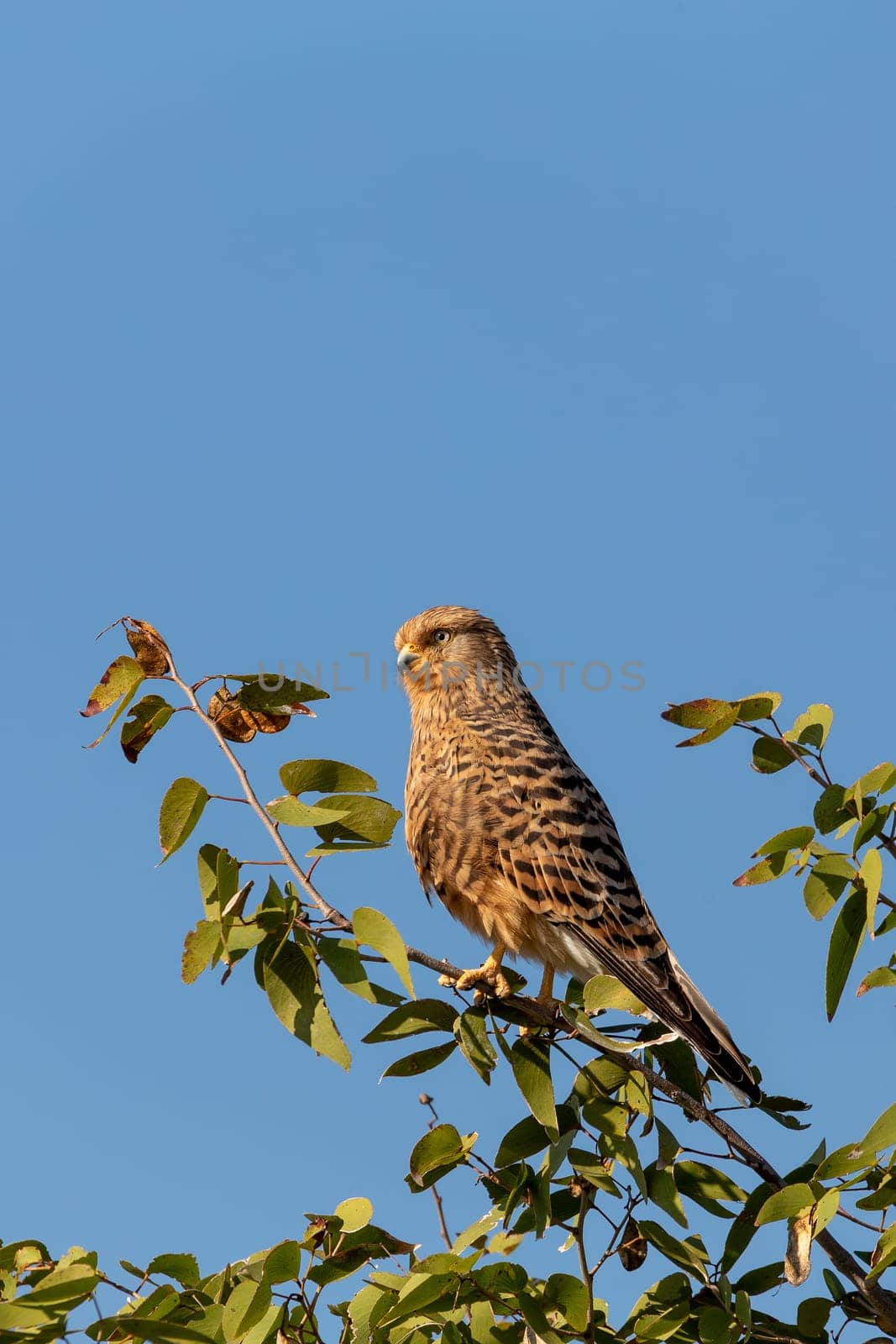 bird of prey Greater kestrel (Falco rupicoloides) perched in a tree in natural habitat against blue sky, Etosha, Namibia africa safari wildlife