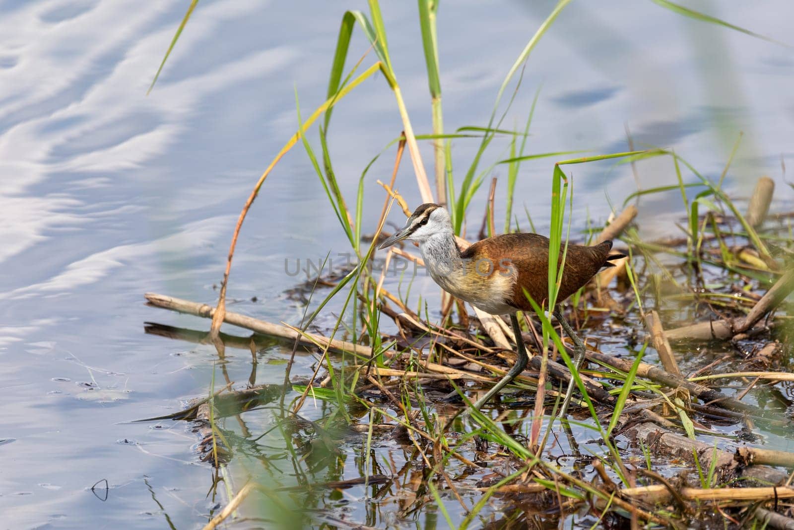 lesser jacana (Microparra capensis) is a species of bird in the family Jacanidae. bwabwata, Namibia wildlife, Africa safari