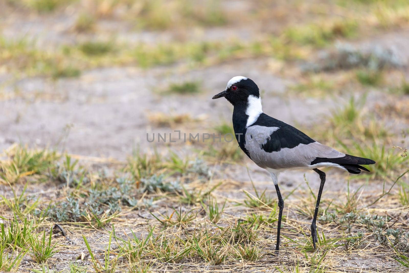 black and white water bird blacksmith lapwing or blacksmith plover (Vanellus armatus) in Etosha national park, Africa Namibia safari wildlife