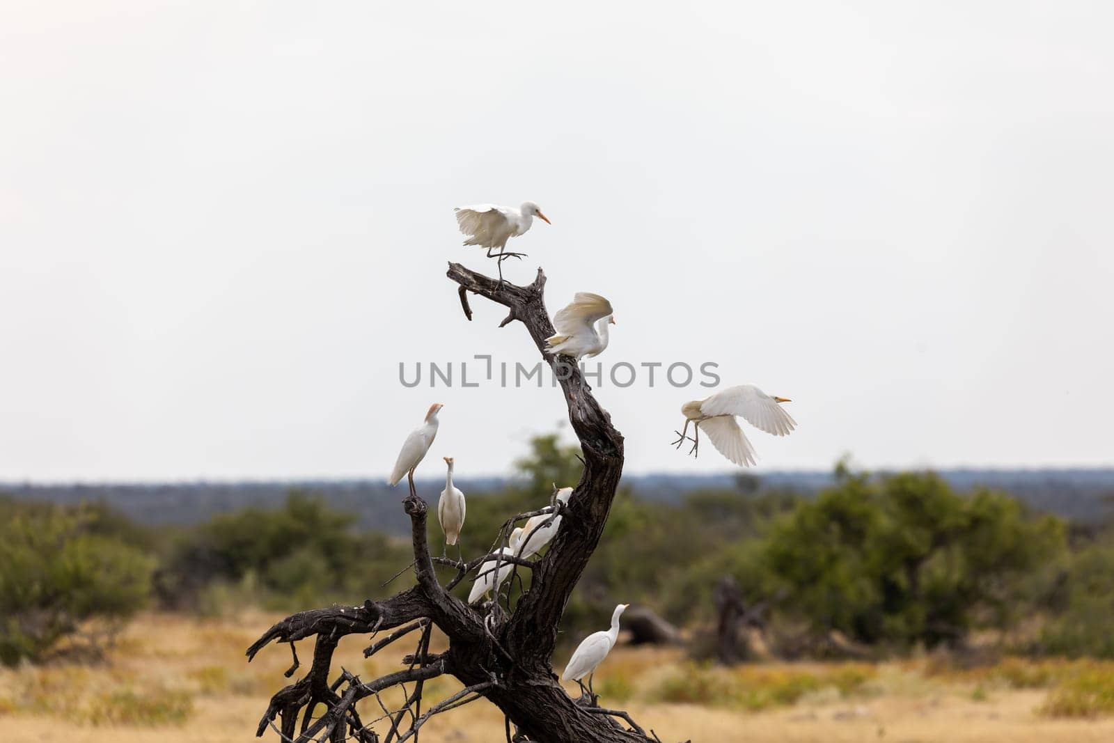 flying white bird Cattle egret family Ardeidae (Bubulcus ibis) in Etosha game reserve, Namibia Africa safari wildlife