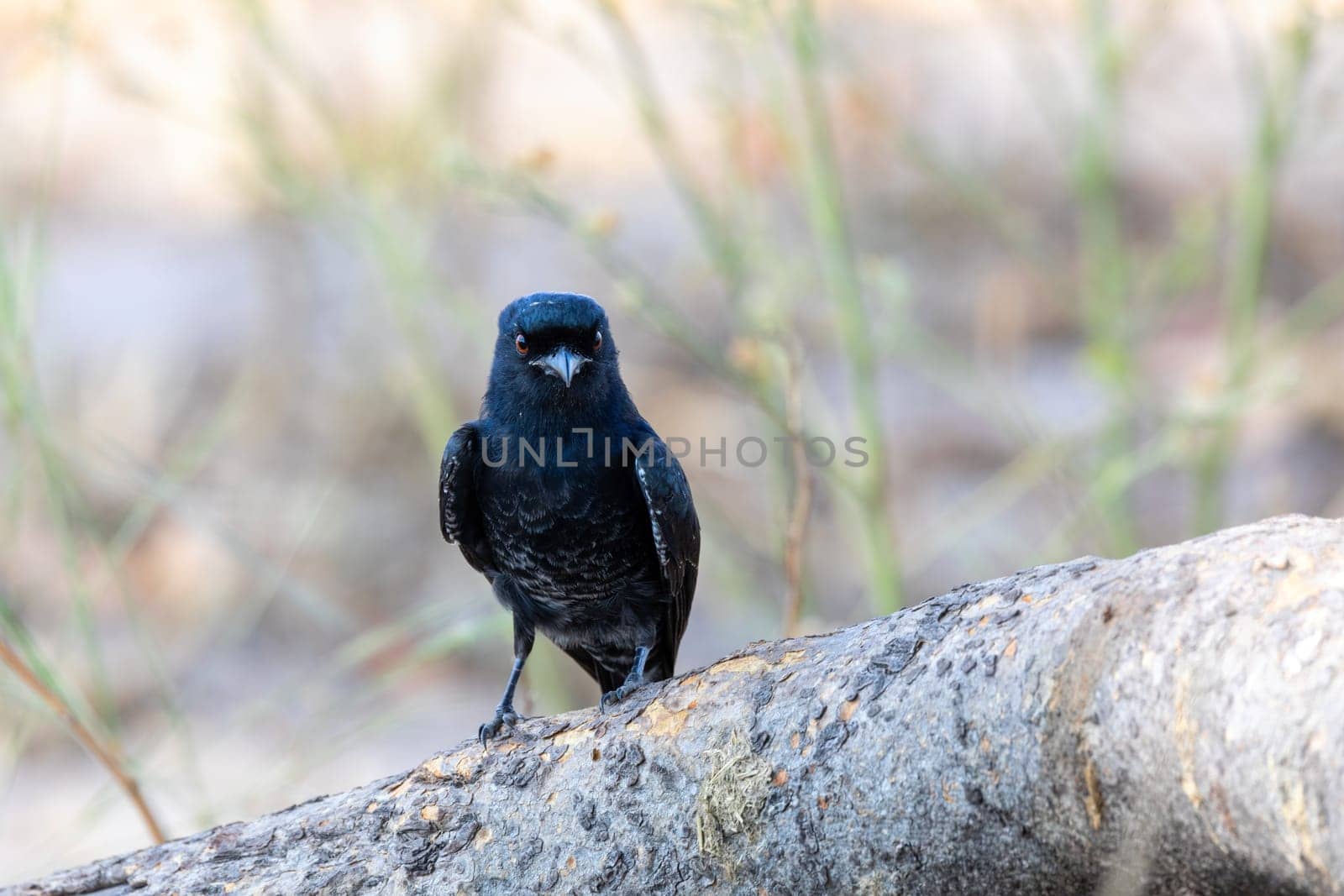 Black bird Fork-tailed Drongo, Dicrurus adsimilis, in Bwabwata national park, Africa Namibia safari wildlife
