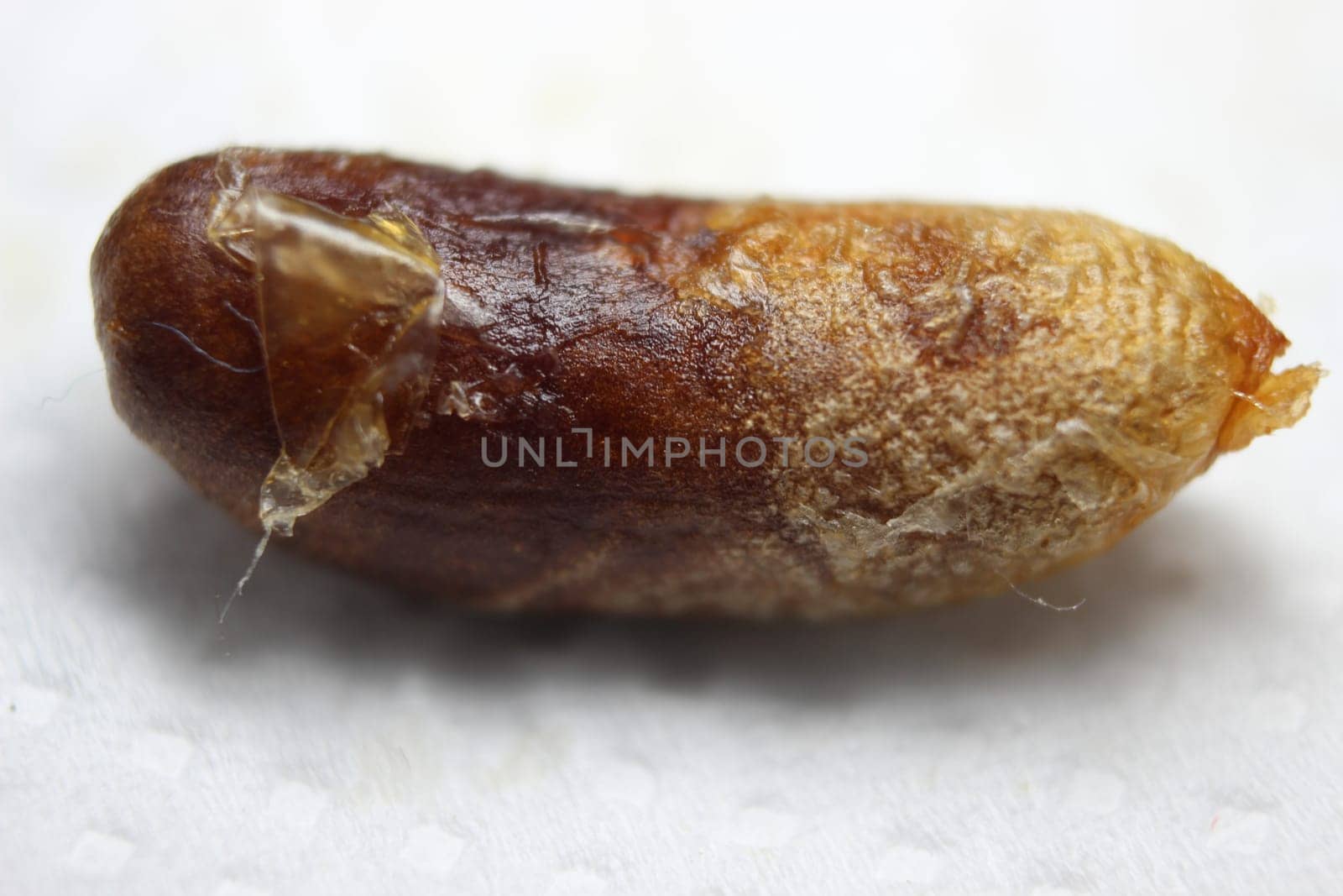 Date or palm seeds isolated on white background. Macro photograph of date seeds