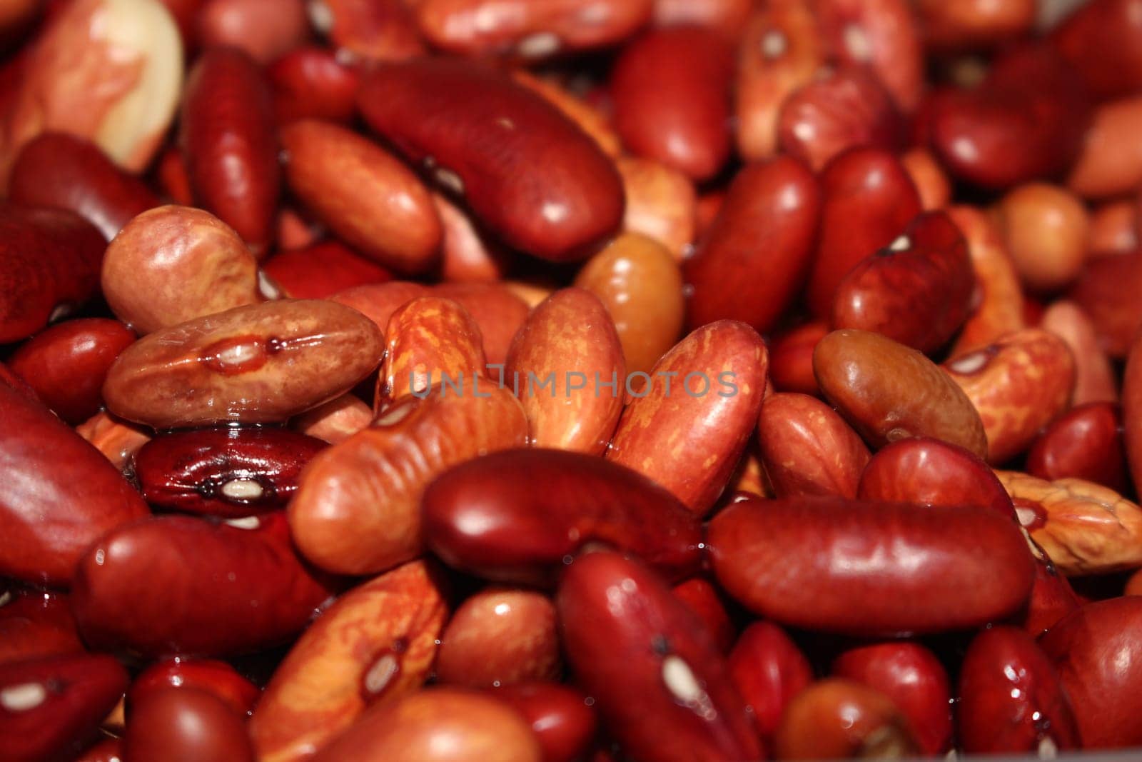 Kidney beans: Closeup view of uncooked red kidney beans. Dark red useful beans background.