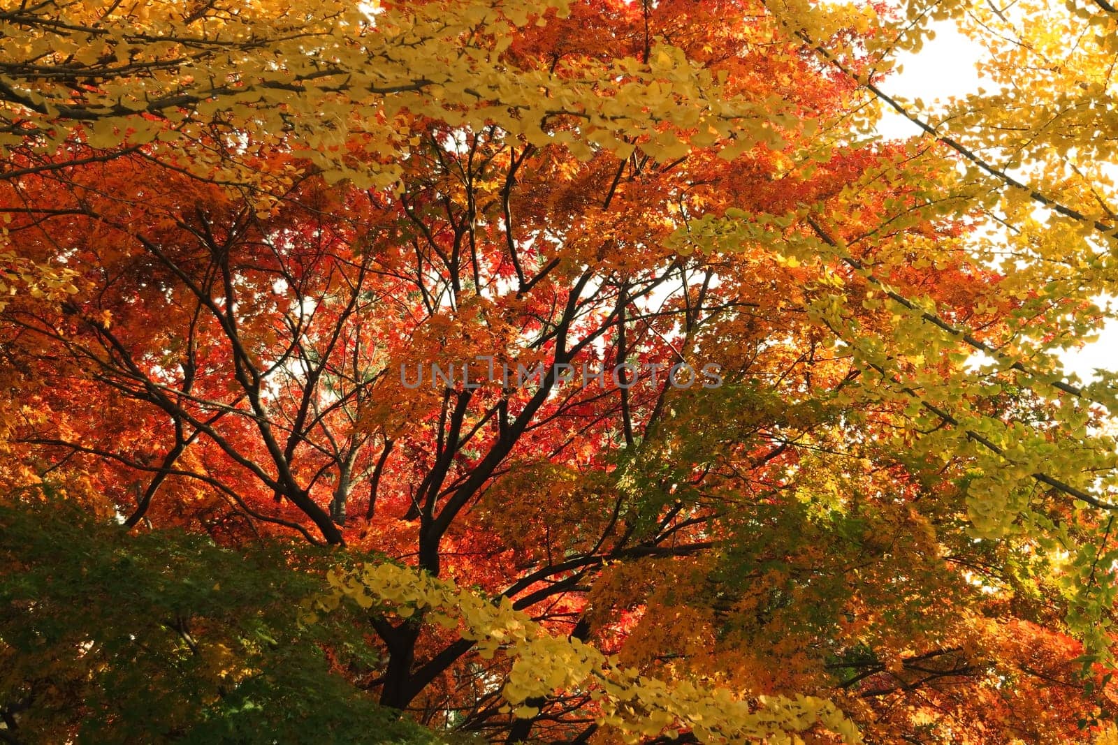 Colorful leaves on trees in park. Red, yellow, orange and green leaves on trees