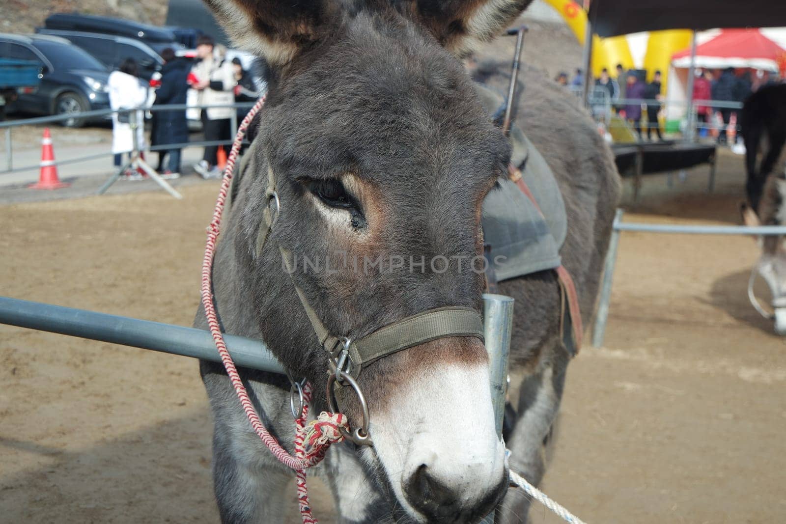 Brown donkey face with big eyes and large ears looking at camera standing inside a fence. Close-up on a donkey head profile in a natural environment in day time.
