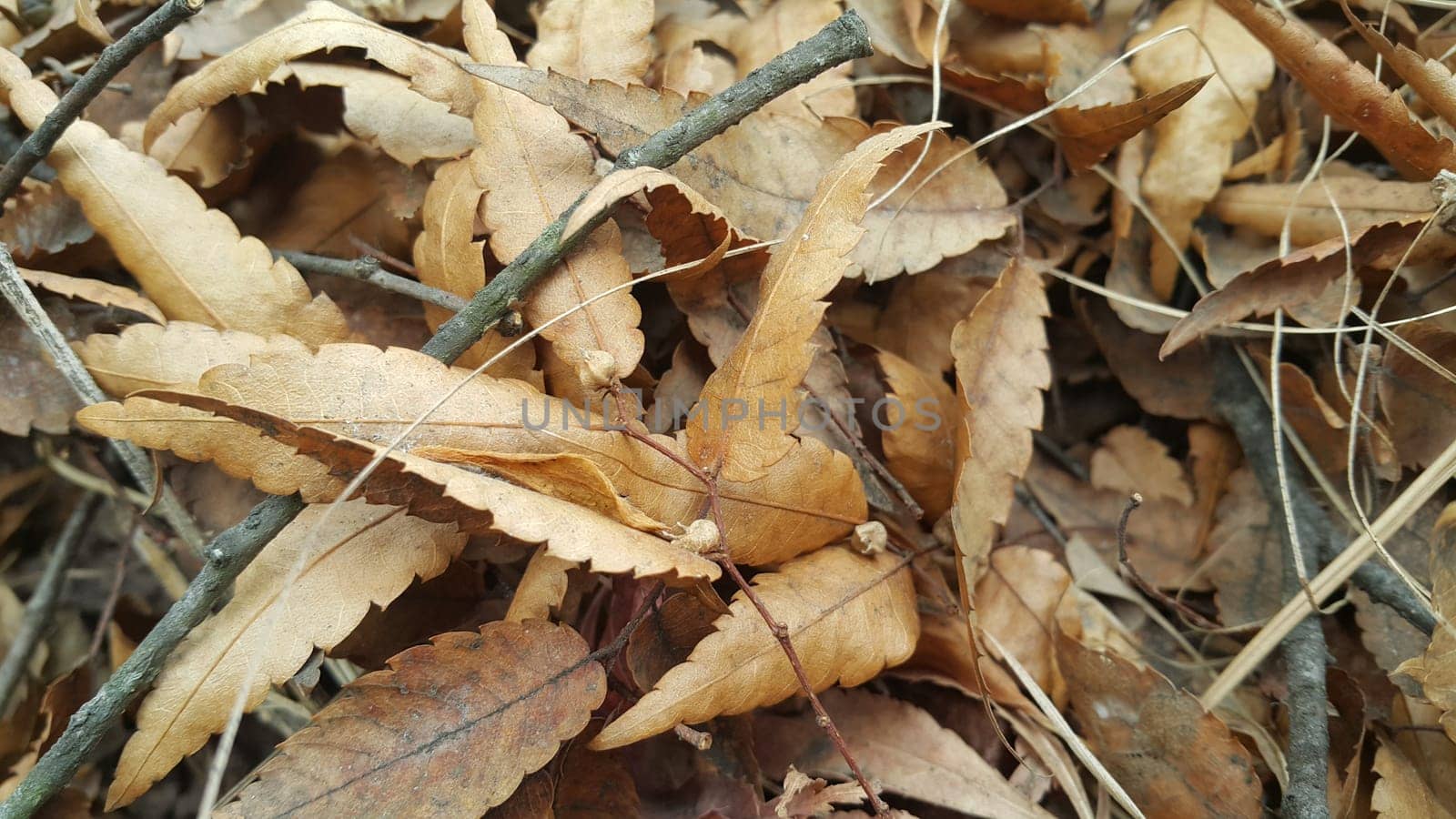Dried brown leaves on floor during autumn season. Leaves background for text and messages