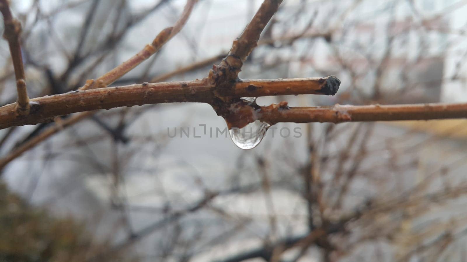 Closeup macro view of tree branches with water drop dripping in autumn season. a drop of water at the end of a branch like a teardrop. Rainy weather background