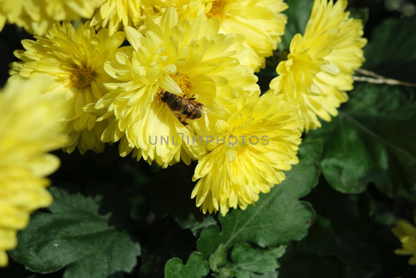 Closeup view of lovely yellow flower against a green leaves blurred background. This flower is found in South Korea.