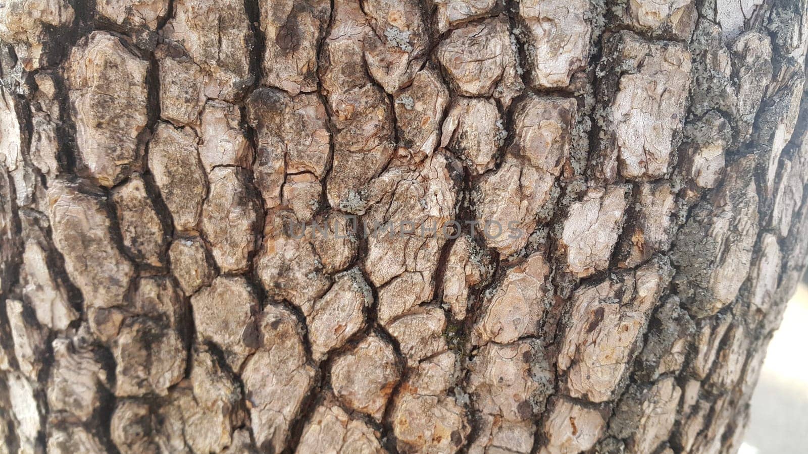 close up view of tree peel: Macro close up texture for background and texture.  Tree bark texture.
