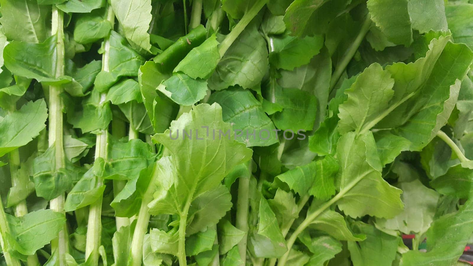 Close up view of lush green leaves of spinach vegetables. Vegetable background for text and advertisements.