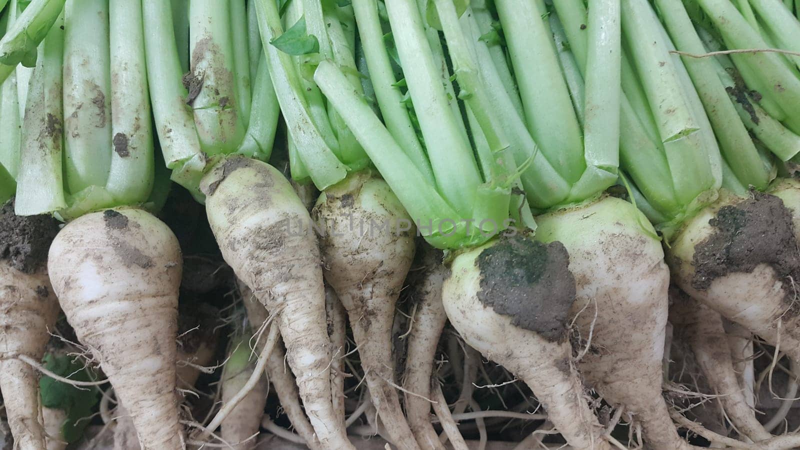 White radish roots with green leaves placed in market for sale