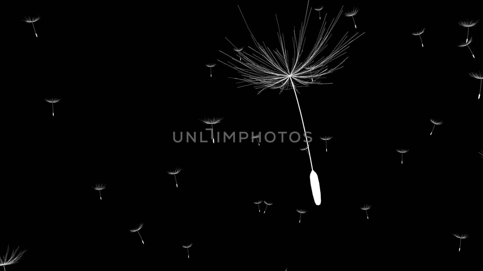 Closeup view of Dandelion or blow ball blowing in the air against black background