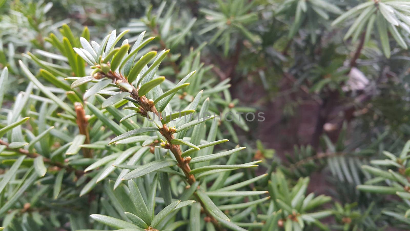 Green leaves of Taxus baccata, European yew which is conifer shrub with poisonous and bitter red ripened berry fruits.