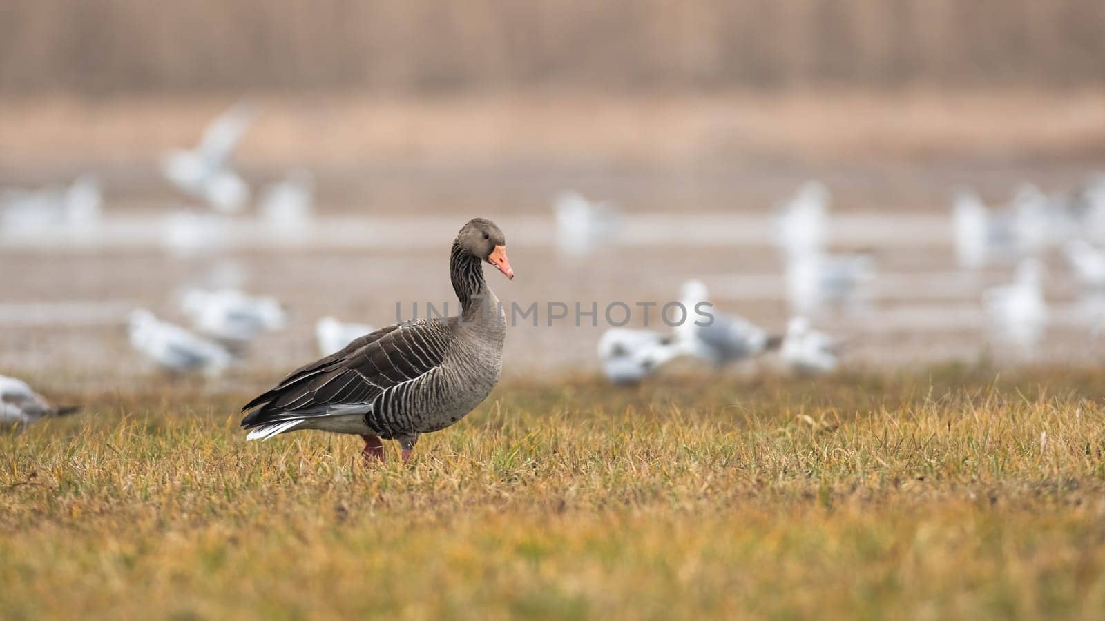Greylag goose, anser anser, walking on flooded field in autumn nature. Large bird standing on wet meadow in winter with copy space. Wild waterflow moving on swamp.
