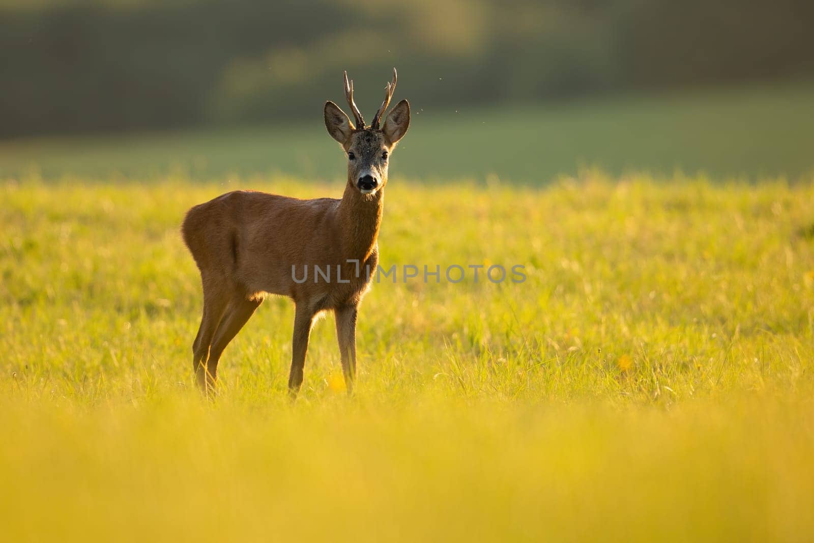Roe deer, capreolus capreolus, buck with antlers standing on grassland in sunny summer nature with copy space. Roebuck looking on green pasture in sunlight. Wild male mammal watching on meadow.