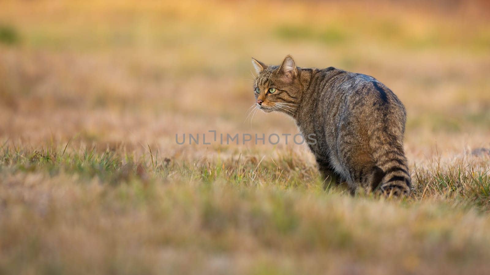 European wildcat, felis silvestris, standing on meadow in autumn nature. Stripped hunter observing on dry field from back. Brown predator looking on pasture in fall.