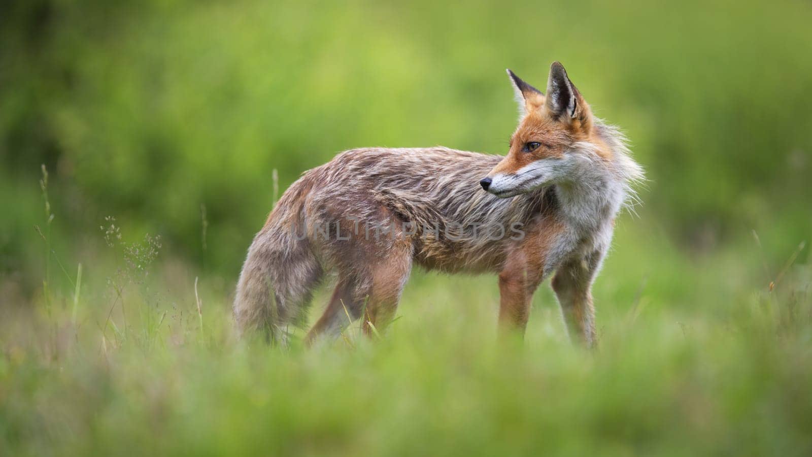 Red fox, vulpes vulpes, observing on grassland in springtime nature. Orange predator standing on meadow in summer. Wild mammal with fur looking on green wilderness.