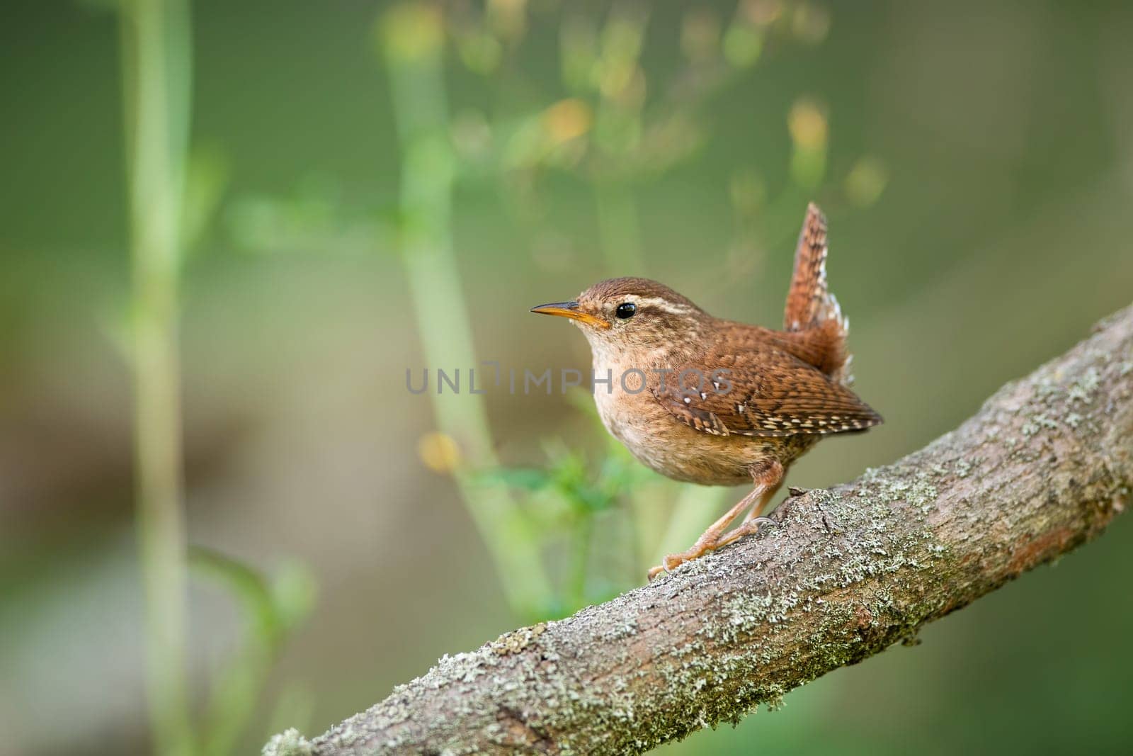 Eurasian wren, troglodytes troglodyte, resting on wood in summertime nature. Little bird observing on tree in summer. Feathered brown animal sitting on branch.