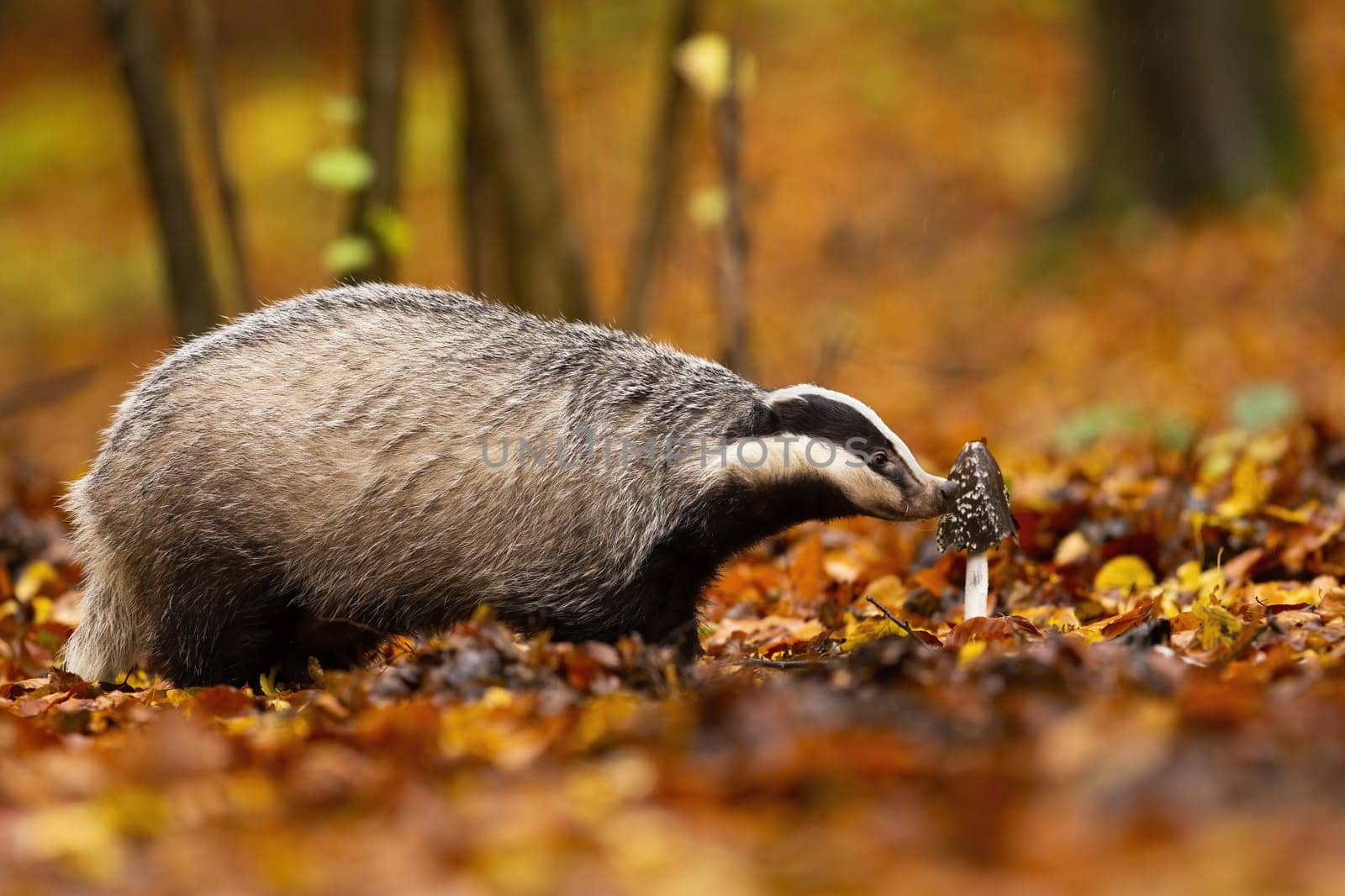 Curious european badger, meles meles, exploring the forest flora in autumn. Fluffy animal with small striped head smelling fungus. Cute nocturnal mammal out of its hole standing on the leaves.